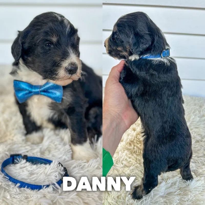 Danny - standard f1b – Aussiedoodle puppy for sale in Columbia City, IN