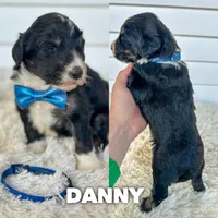Danny - standard f1b, a male Aussiedoodle for sale in Columbia City, IN – 1 of 3
