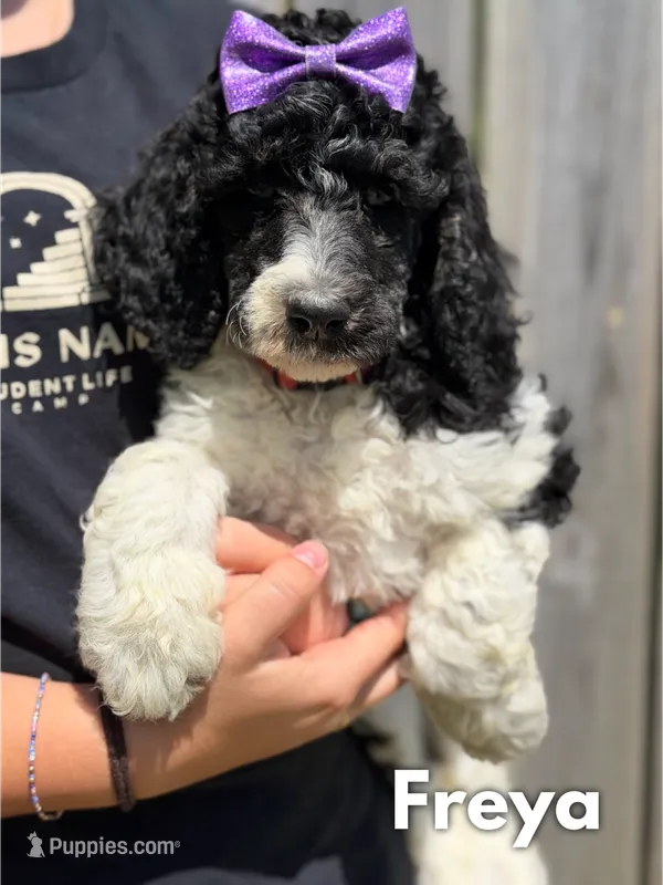 Freya - AKC Tri Parti – Poodle - Standard  puppy for sale in Columbia City, IN