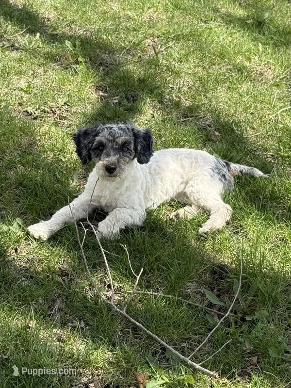 Birdie - AKC Toy – Poodle - Toy  puppy for sale in Columbia City, IN