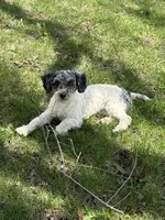 Birdie - AKC Toy, a female Poodle - Toy  for sale in Columbia City, IN – 1 of 2