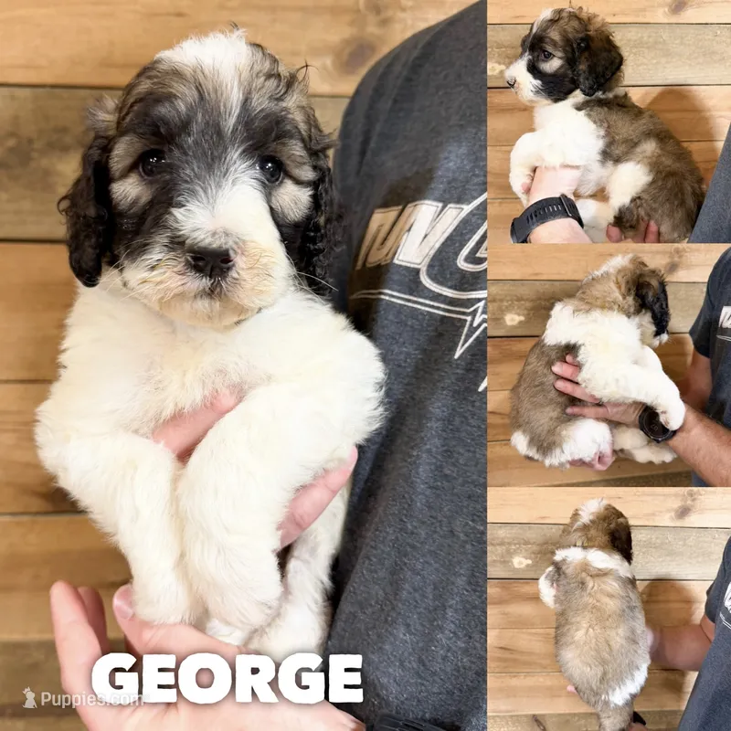 George - standard f1b – Saint Berdoodle puppy for sale in Columbia City, IN