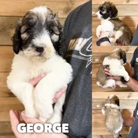 George - standard f1b, a male Saint Berdoodle for sale in Columbia City, IN – 1 of 3