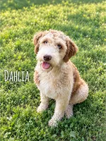 Danny - standard f1b, a male Aussiedoodle for sale in Columbia City, IN – 2 of 3