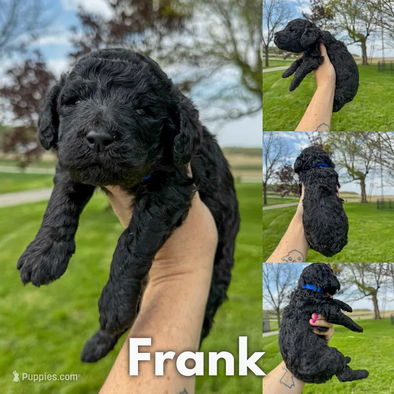 Frank - AKC – Poodle - Standard  puppy for sale in Columbia City, IN