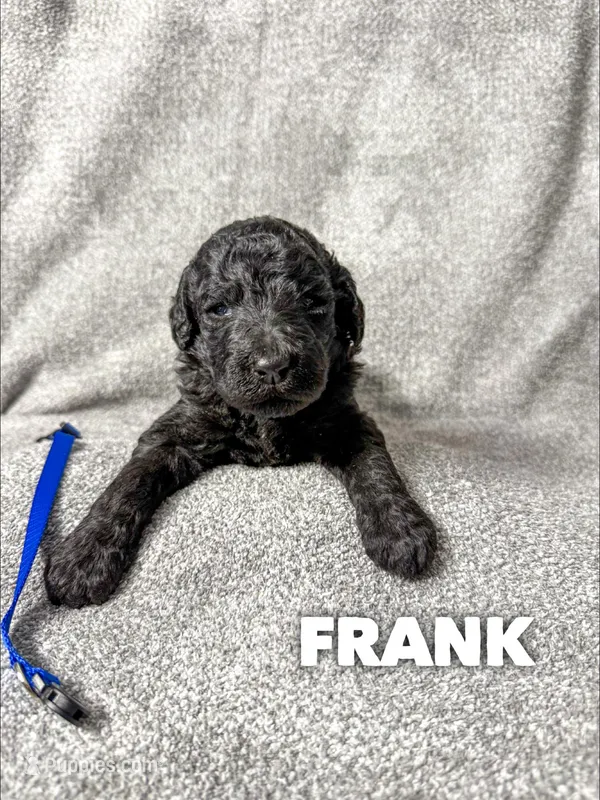 Frank - AKC – Poodle - Standard  puppy for sale in Columbia City, IN