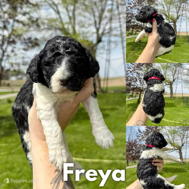 Freya - AKC tricolor – Poodle - Standard  puppy for sale in Columbia City, IN