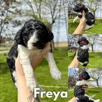 Freya - AKC Tri Parti, a female Poodle - Standard  for sale in Columbia City, IN – 6 of 9