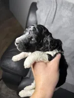 Freya - AKC tricolor, a female Poodle - Standard  for sale in Columbia City, IN – Photo 2 of 2