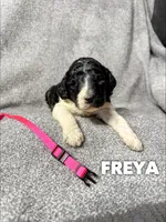Freya - AKC tricolor, a female Poodle - Standard  for sale in Columbia City, IN – Photo 1 of 2