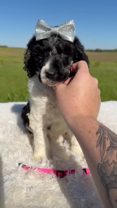 Freya - AKC Tri Parti, a female Poodle - Standard  for sale in Columbia City, IN – 4 of 9