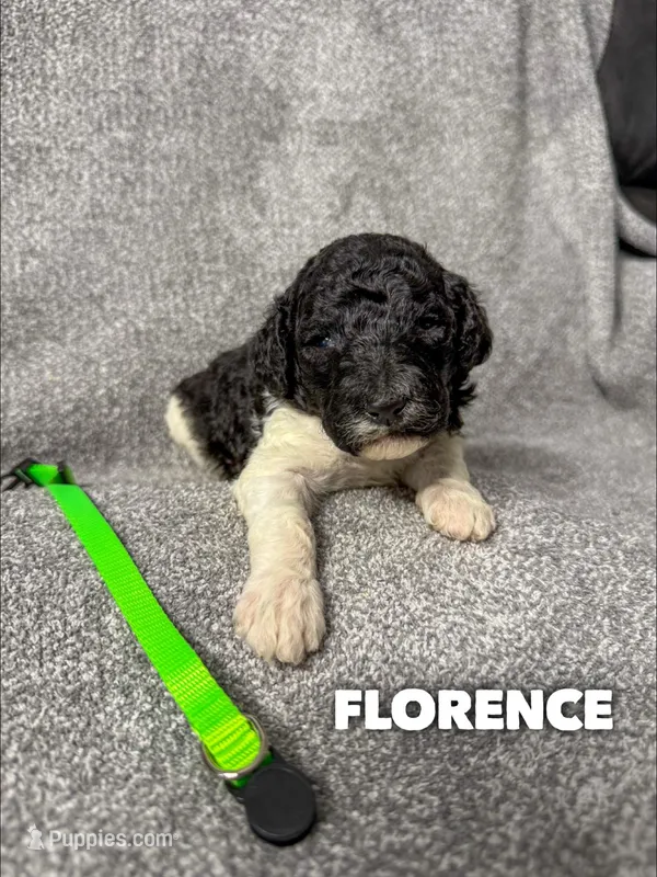 Florence - AKC – Poodle - Standard  puppy for sale in Columbia City, IN