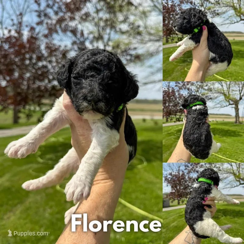 Florence - AKC – Poodle - Standard  puppy for sale in Columbia City, IN