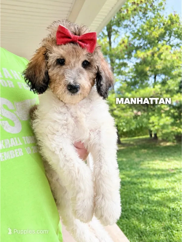 Manhattan - Standard F1b – Goldendoodle puppy for sale in Columbia City, IN