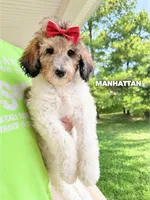 Manhattan - Standard F1b, a female Goldendoodle for sale in Columbia City, IN – 1 of 7
