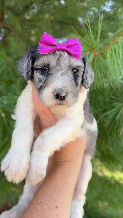 Matilda - Standard F1b, a female Goldendoodle for sale in Columbia City, IN – 3 of 3