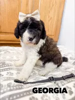 Georgia - Standard F1b, a female Saint Berdoodle for sale in Columbia City, IN – Photo 2 of 7