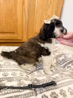 Georgia - Standard F1b, a female Saint Berdoodle for sale in Columbia City, IN – Photo 4 of 7