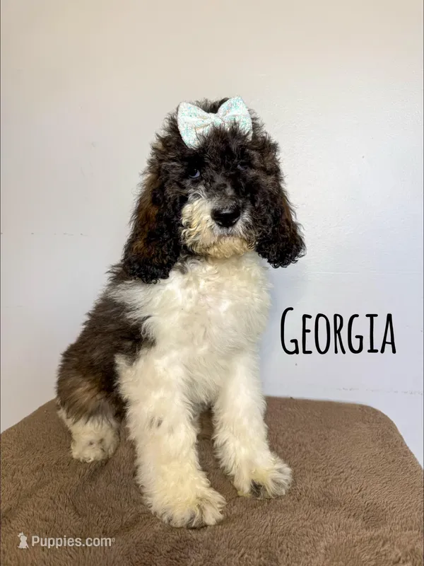 Georgia - Standard F1b – Saint Berdoodle puppy for sale in Columbia City, IN