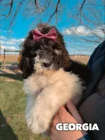 Georgia - Standard F1b, a female Saint Berdoodle for sale in Columbia City, IN – Photo 2 of 9