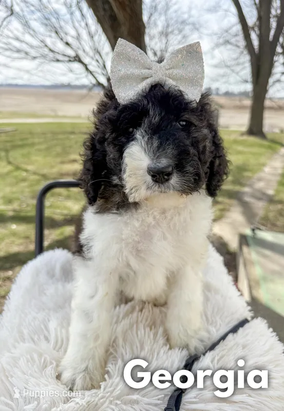 Georgia - Standard F1b – Saint Berdoodle puppy for sale in Columbia City, IN