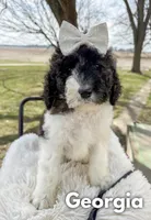 Georgia - Standard F1b, a female Saint Berdoodle for sale in Columbia City, IN – Photo 1 of 7