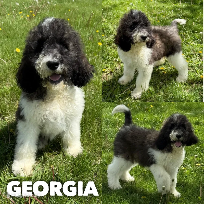 Georgia - Standard F1b – Saint Berdoodle puppy for sale in Columbia City, IN