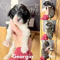 Georgia - Standard F1b, a female Saint Berdoodle for sale in Columbia City, IN – Photo 6 of 7