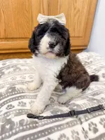 Georgia - Standard F1b, a female Saint Berdoodle for sale in Columbia City, IN – Photo 3 of 7