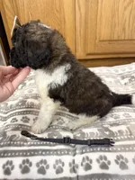 Georgia - Standard F1b, a female Saint Berdoodle for sale in Columbia City, IN – Photo 5 of 7