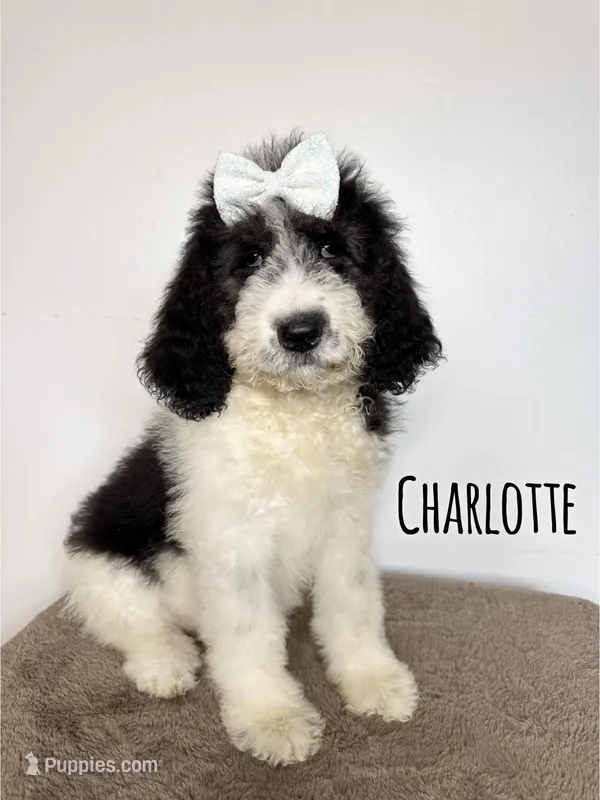 Charlotte - Standard F1b – Saint Berdoodle puppy for sale in Columbia City, IN