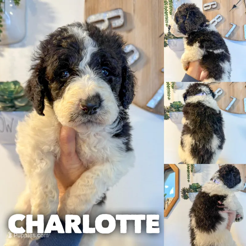 Charlotte - Standard F1b – Saint Berdoodle puppy for sale in Columbia City, IN