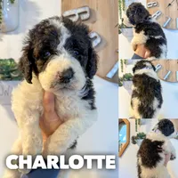 Charlotte - Standard F1b, a female Saint Berdoodle for sale in Columbia City, IN – Photo 1 of 3