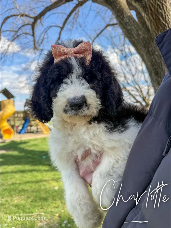 Charlotte - Standard F1b – Saint Berdoodle puppy for sale in Columbia City, IN