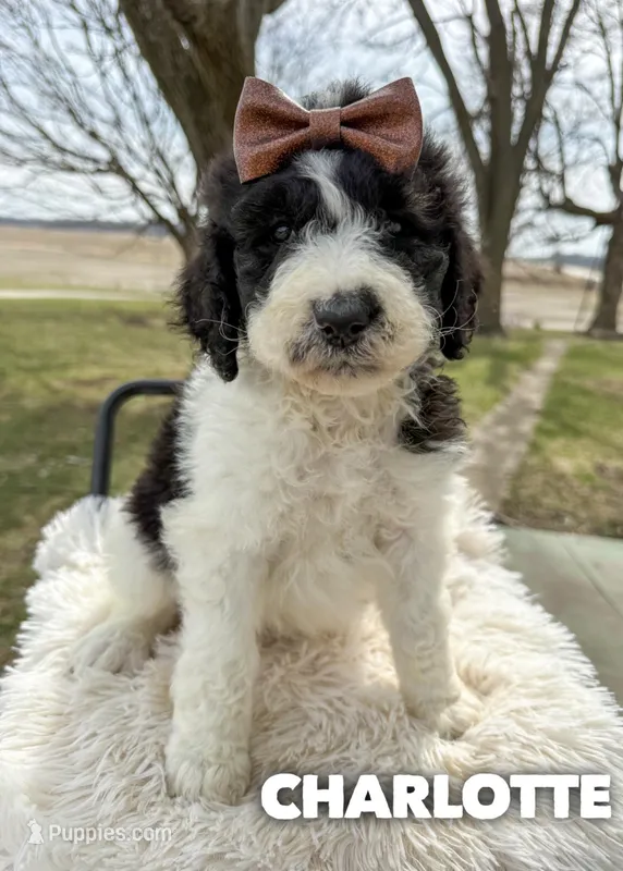 Charlotte - Standard F1b – Saint Berdoodle puppy for sale in Columbia City, IN