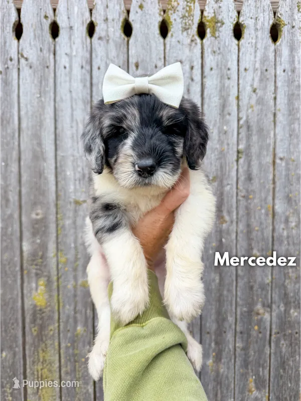Mercedez - Standard F1b – Goldendoodle puppy for sale in Columbia City, IN