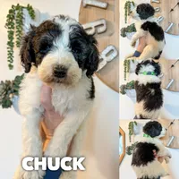 Chuck - Standard F1b, a male Saint Berdoodle for sale in Columbia City, IN – Photo 1 of 3
