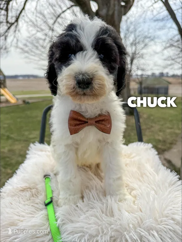 Chuck - Standard F1b – Saint Berdoodle puppy for sale in Columbia City, IN