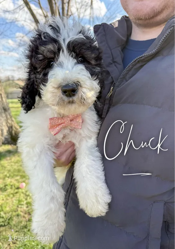 Chuck - Standard F1b – Saint Berdoodle puppy for sale in Columbia City, IN