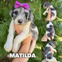 Matilda - Standard F1b, a female Goldendoodle for sale in Columbia City, IN – 1 of 3