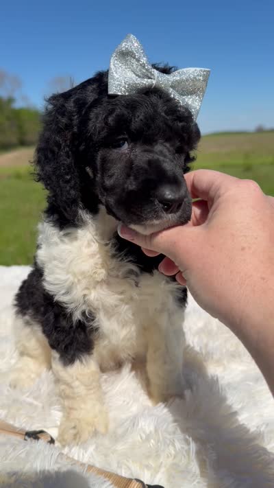 Flora - AKC Tri Parti, a female Poodle - Standard  for sale in Columbia City, IN – 5 of 9