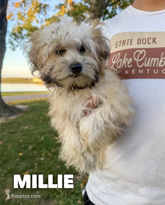 Millie  – Chinese Crested, Poodle - Toy  puppy for sale in Columbia City, IN
