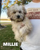 Millie , a male Chinese Crested and Poodle - Toy  for sale in Columbia City, IN – 1 of 3