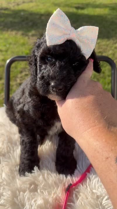 Maisie - F1b, a female Goldendoodle for sale in Columbia City, IN – 10 of 10