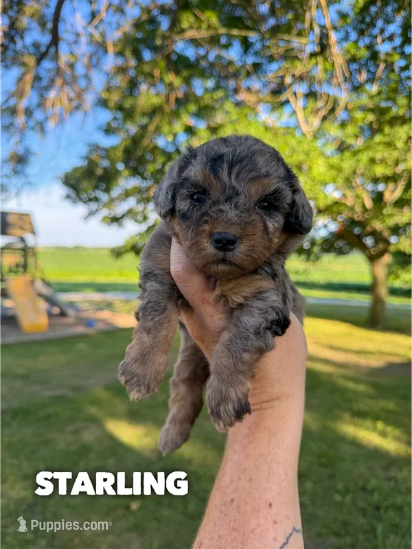 Starling - Micro Mini F1b – Miniature Aussiedoodle puppy for sale in Columbia City, IN