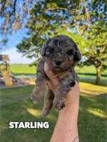 Starling - Micro Mini F1b, a female Miniature Aussiedoodle for sale in Columbia City, IN – 1 of 8