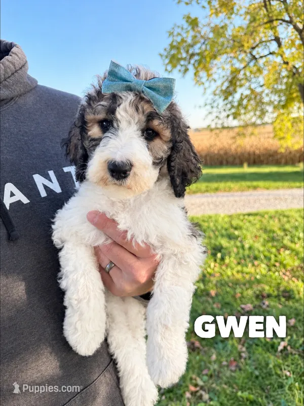 Gwen - standard f1b – Saint Berdoodle puppy for sale in Columbia City, IN