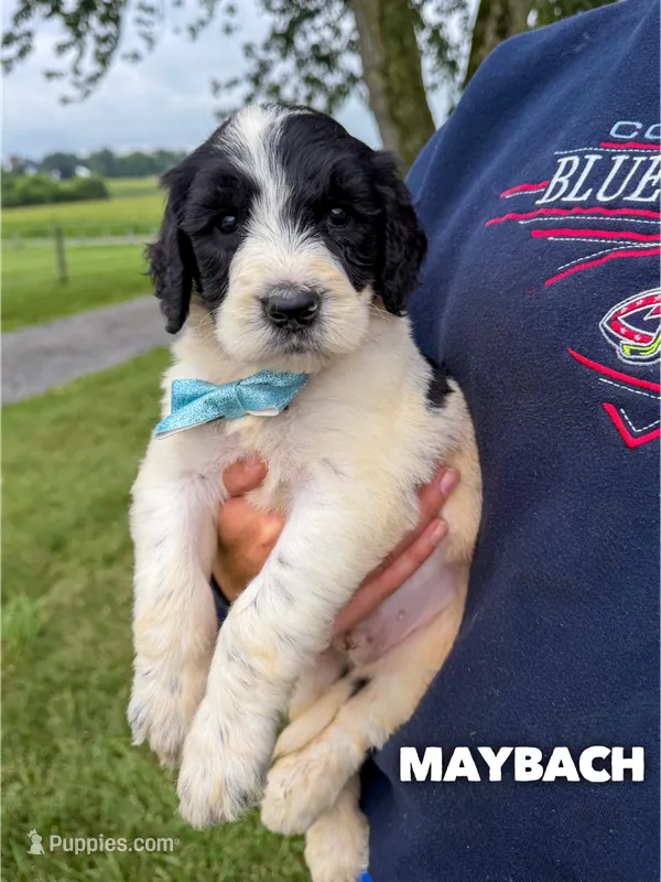 Maybach - Standard F1b – Goldendoodle puppy for sale in Columbia City, IN