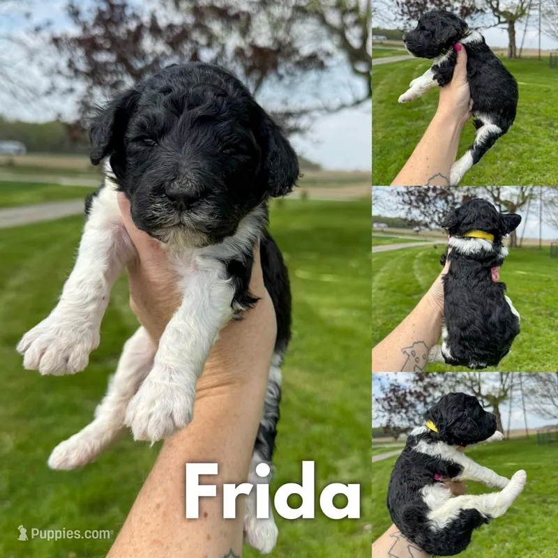 Frida - AKC – Poodle - Standard  puppy for sale in Columbia City, IN