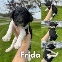 Frida - AKC, a female Poodle - Standard  for sale in Columbia City, IN – 7 of 10